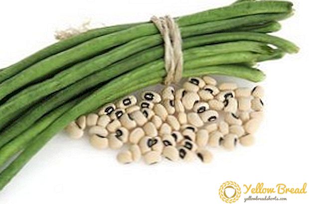 Vigna Asparagus Beans - Tính năng trồng trọt