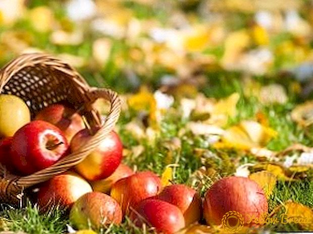 Őszi almafák: ismeri az ellátás fajtáit és jellemzőit