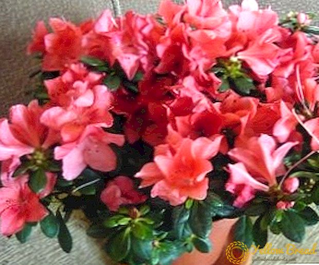 Planting and caring for room azalea, growing a picky flower at home