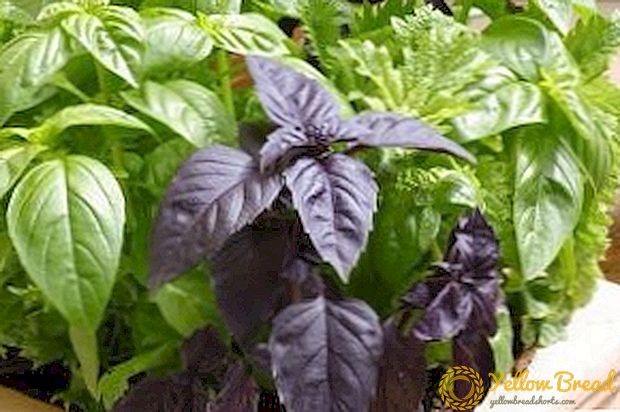Classification of basil, what are the varieties of spicy plants