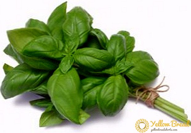 Not only fragrant, but also useful: the healing properties of basil
