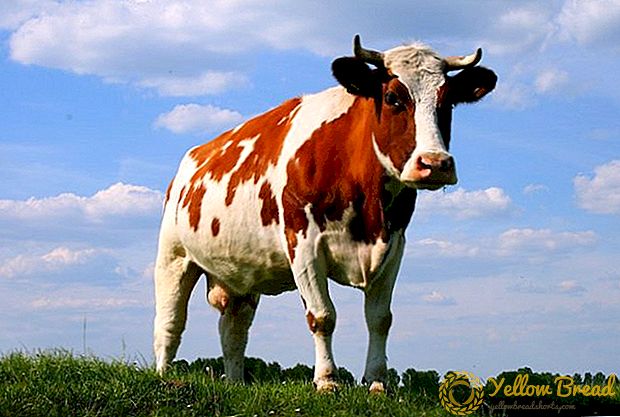 لحوم البقر الأسترالية تنتصر في السوق العالمية