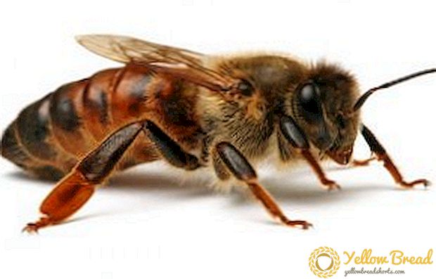 Arı ailesindeki arı kadının temel işlevleri