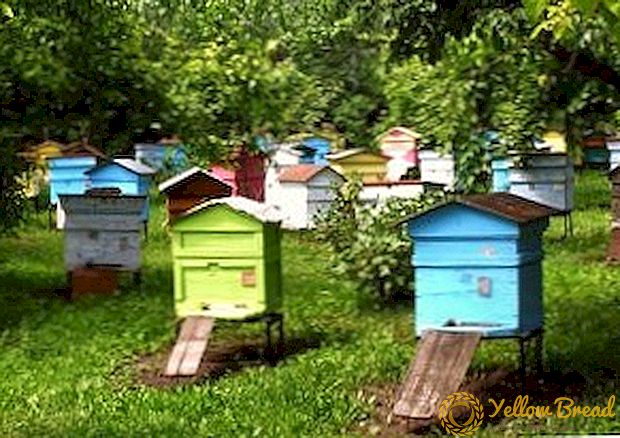 A méhkas-do-it-yourself: a méhek házának kialakítása