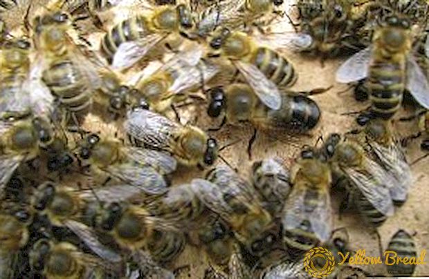 کارکن نسل کی مکھیوں کے مواد اور خصوصیات کی خصوصیات