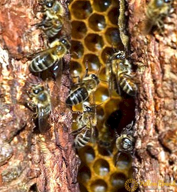 En bikube i hulen: hvordan lever hvide bier og kan de blive tæmmet?