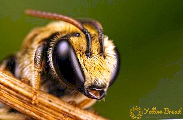 كيف تعمل نحلة العسل؟
