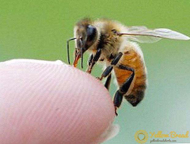 How to collect bee venom, the use of bee products