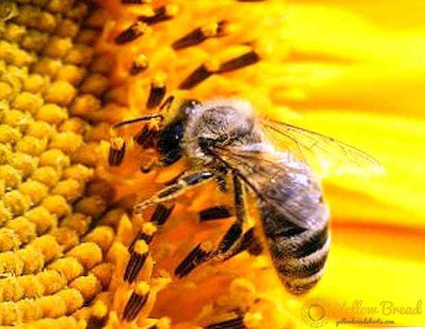 꿀벌 무리를 잡는 방법 및 장비