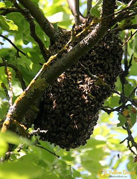 Opdrættet af biekolonien: den naturlige måde