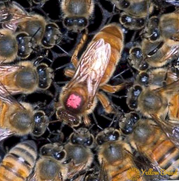 تربية النحل عن طريق طبقات