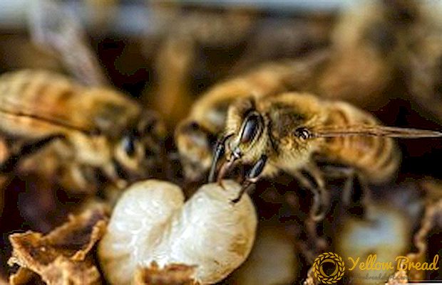 꿀벌 유생의 발달 단계