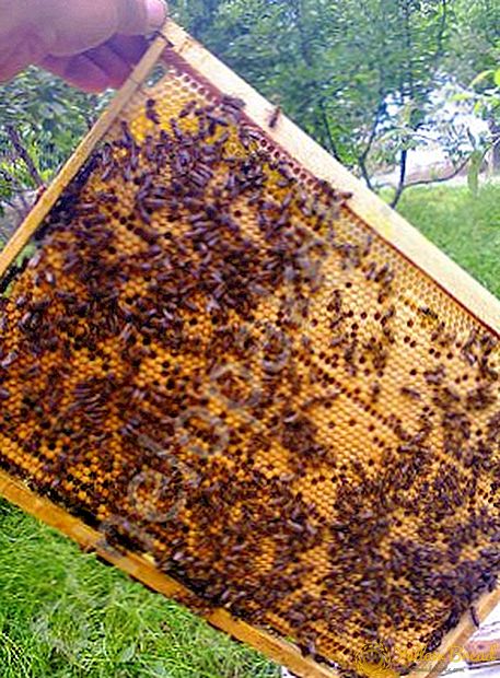 Mikä on mehiläinen paketti
