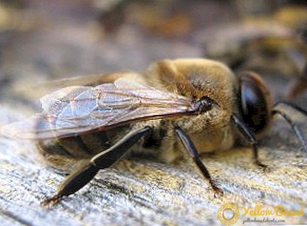 Peran apa yang dilakukan drone di koloni lebah