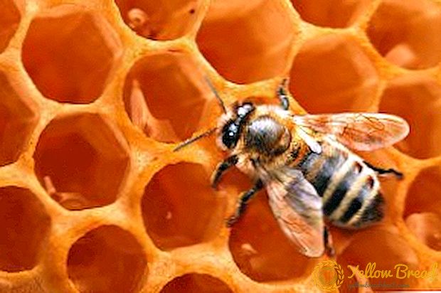 Käytetään mehiläisvahaa perinteisessä lääketieteessä ja kosmetologiassa: hyödyt ja haitat