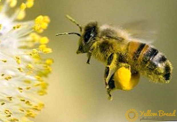Mi a hasznos méhek pollen, gyógyhatása és a termék ellenjavallatai?