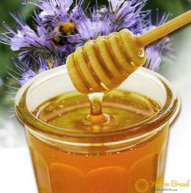 Τι είναι χρήσιμο μέλι φασέλια