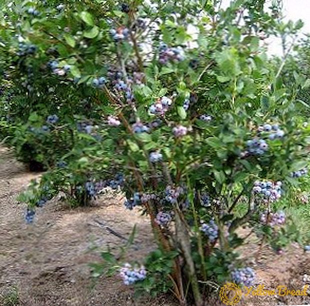 Varyete yo pi byen nan blueberries wotè jaden