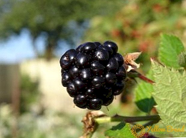 Blackberry Black Satin: voordele en nadele, pas en versigtig