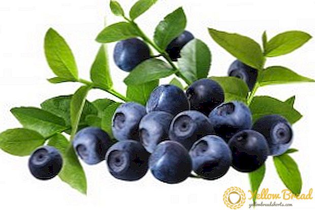 Bilberry: kaloriya tarkibi, tarkibi, foydali xususiyatlari va kontrendikativligi