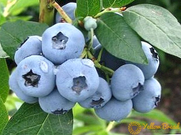 Blueberries: magonjwa na matibabu yao