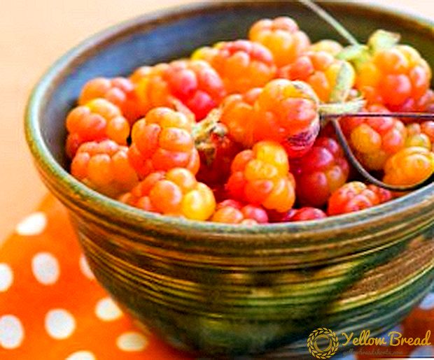 Penggunaan cloudberries: keuntungan lan cilaka kanggo awak