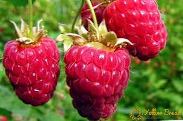 Paglalarawan at mga larawan ng mga maagang, gitna at late ripening raspberry varieties