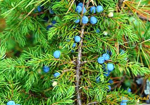 Cara efektif kanggo nglawan penyakit lan hama saka juniper