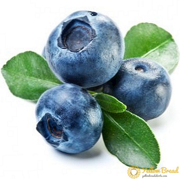 Tumbuh blueberry: penanaman dan perawatan