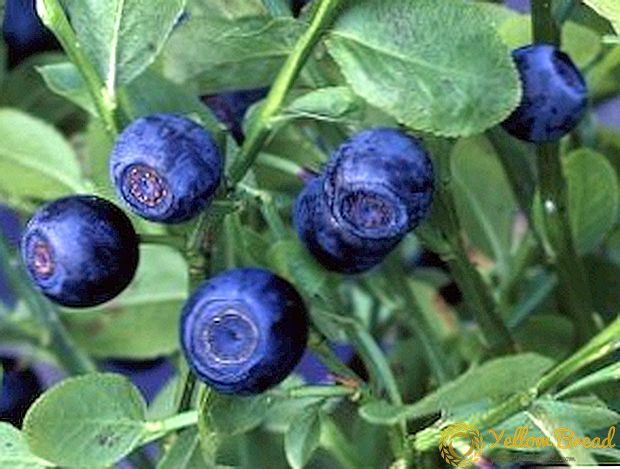 블루 베리를 재배하는 방법 : 심기 및 관리에 관한 최고의 팁