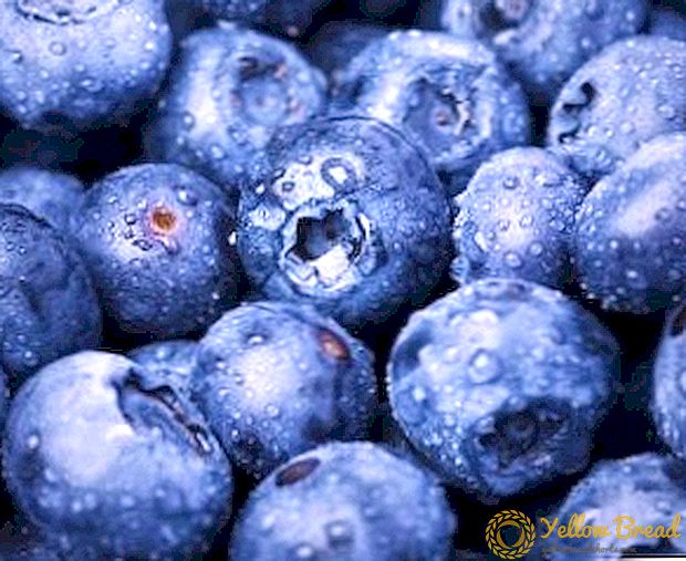 How to freeze blueberries: save the benefits