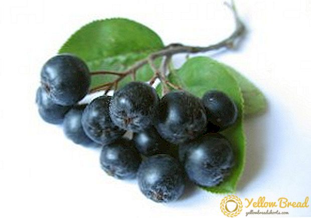 Pilihan resep terbaik untuk memanen abu gunung (chokeberry) black chokeberry untuk musim dingin