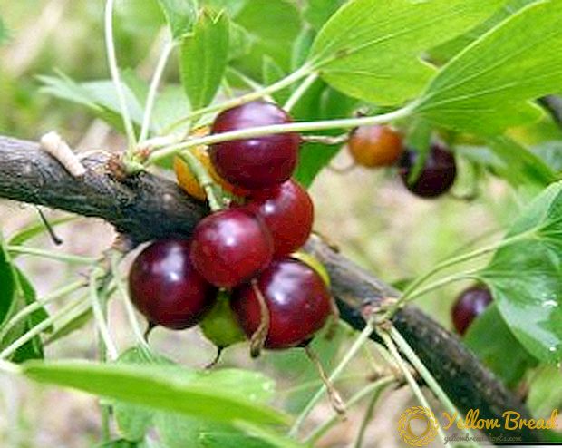 A selection of ways to harvest yoshta berries for the winter