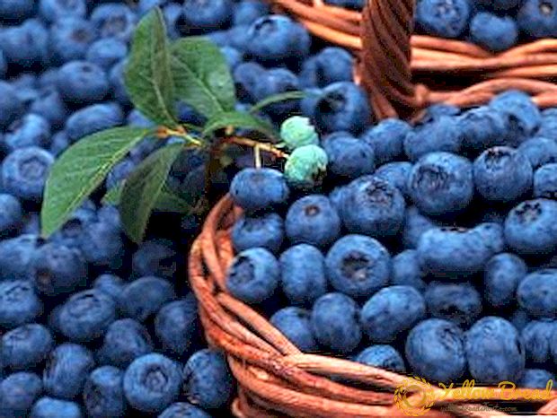 Varietas sing paling populer ing blueberry lan fitur-fitur kasebut