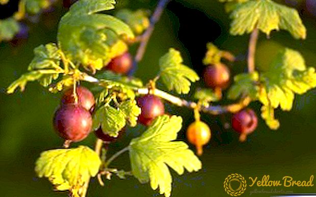 Tips for planting and caring for gooseberry 