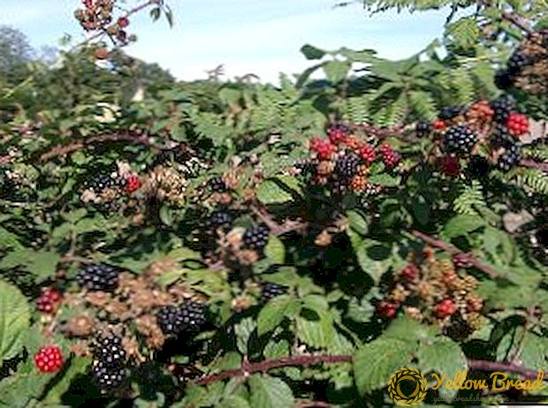 Choosing the best winter blackberry varieties
