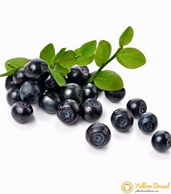 Daun blueberry: manfaat dan bahaya saat mengumpulkan dan cara mengeringkannya