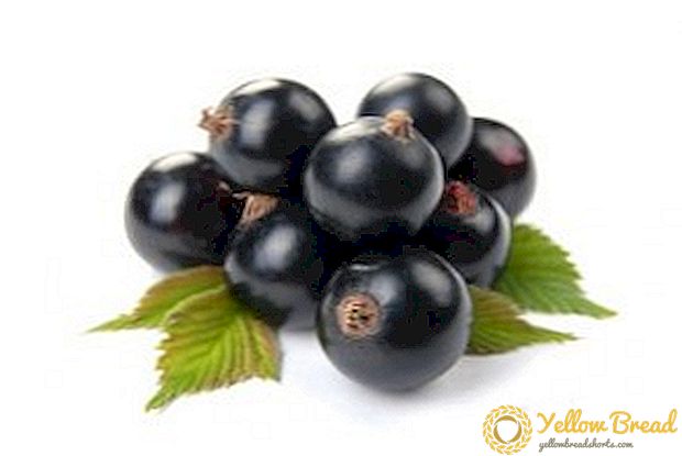 Black Pearl: the best varieties of black currant