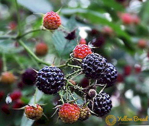Memilih varietas baru blackberry untuk tumbuh di kebun Anda