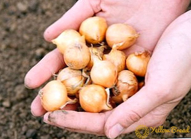 Agrotechnics growing onion seed: regels van planten en verzorging