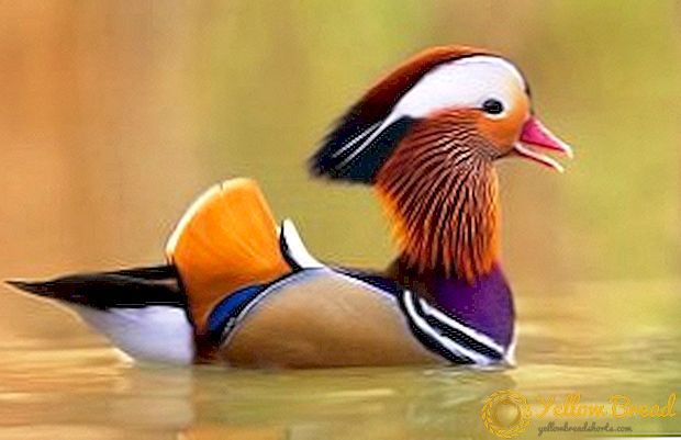Beskrivelse af mandarin duck og avl funktioner hjemme