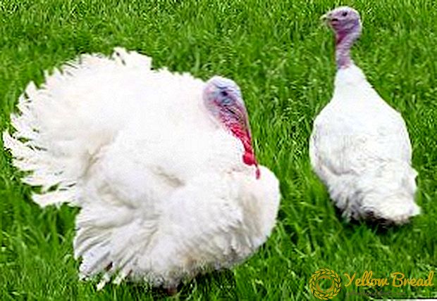טיפים למתחילים: כיצד להבחין בין תרנגול הודו מטורקיה