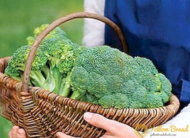 Penggunaan lan panggunaan brokoli, keuntungan lan cilaka