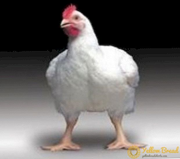We will tell about several breeds of broilers: how they are characterized and their features