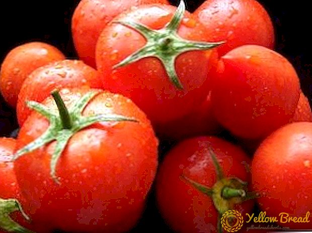 Bir çox və yüksək keyfiyyət: yüksək məhsuldar pomidor növləri