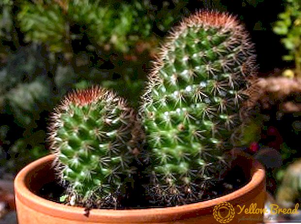 Miten käsitellä kaktusairauksia