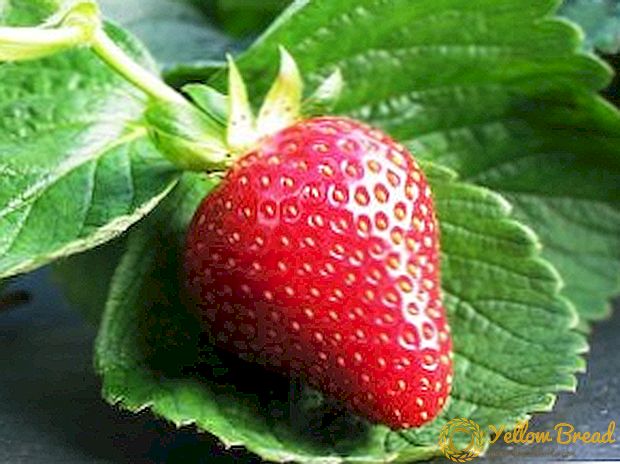 Strawberry: kontni kalori, konpozisyon, benefis ak mal