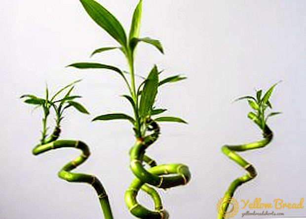 Cara kanggo tuwuh wiji naga Sander, tanduran lan ngrawat herbal perennial