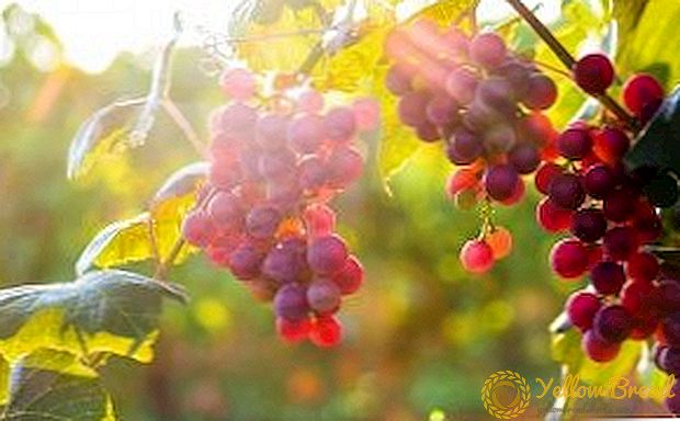 Omsorg för druvor på hösten: Regler och tips