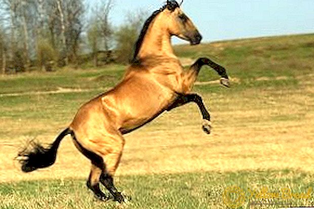 Akhalteke horse: the oldest cultural breed